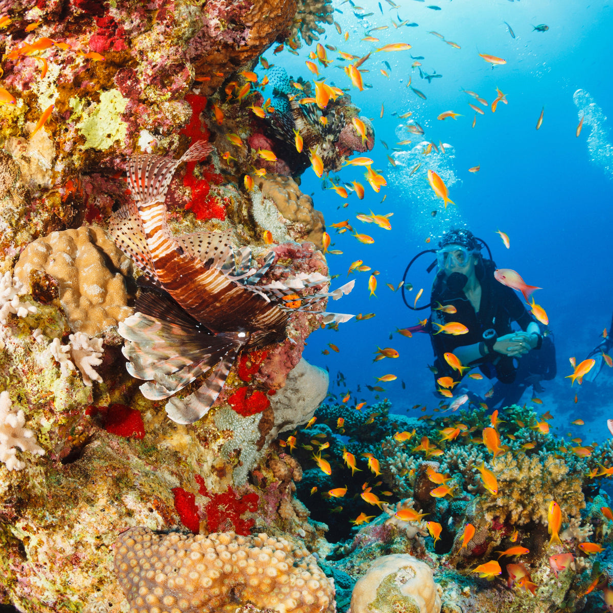 DAILY DIVES - ENJOY THE RED SEA WITH BWD! | 1 DAY/2 DIVES