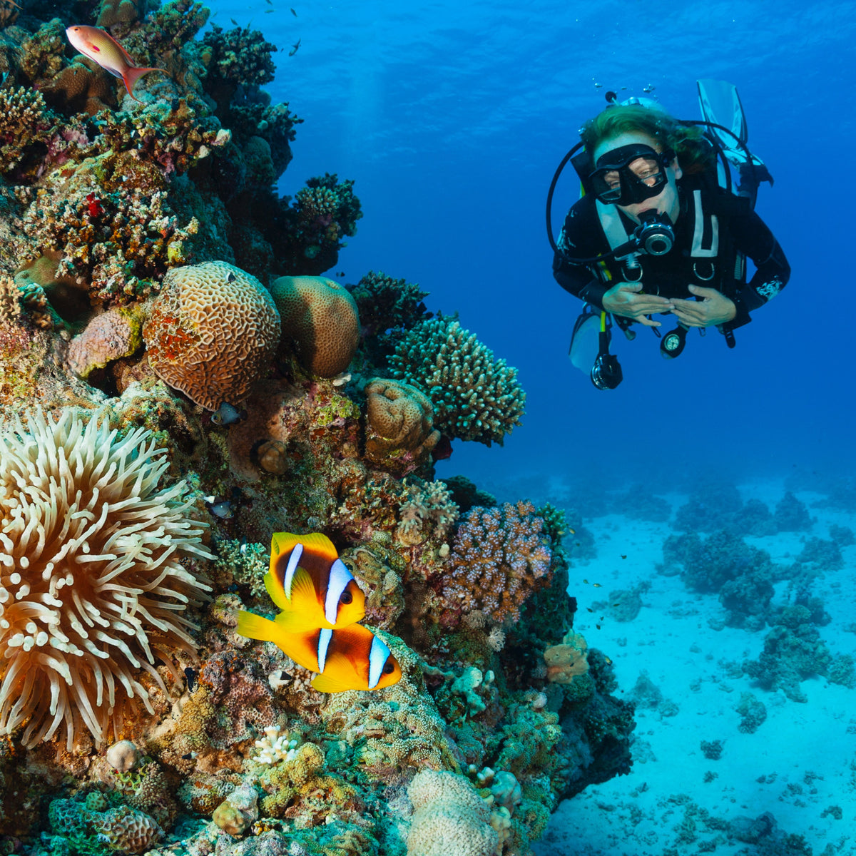 DISCOVER SCUBA DIVING | 1 DAY